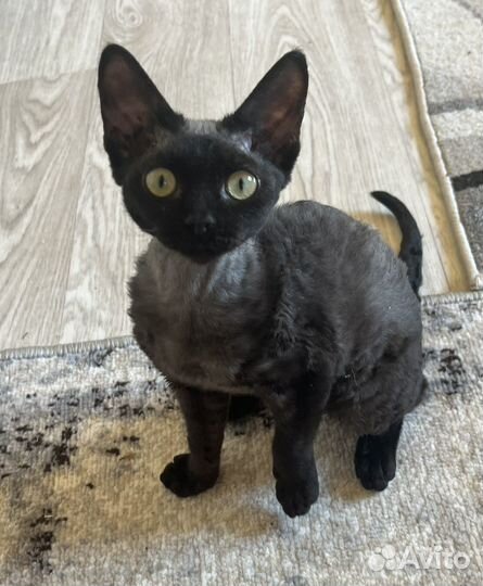 Девон-рекс кошечка