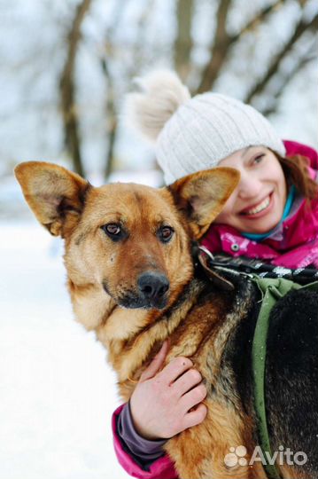 Собака Забава ищет дом