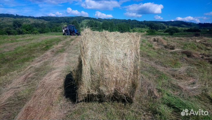Сено в рулонах вес 500-600 кг