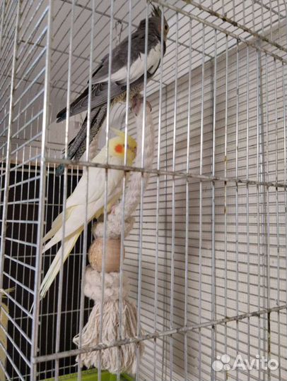 Попугайчик корелла