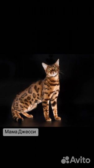 Бенгальские котята