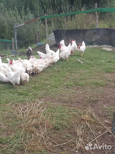 Молодые петухи, Насадкино, Дмитровский район