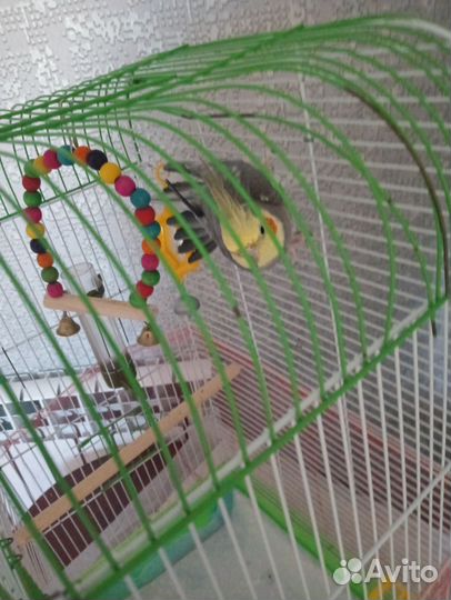 Попугай корелла с клеткой