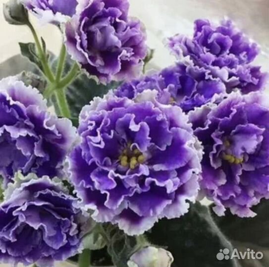 Срезка листов сортовых фиалок