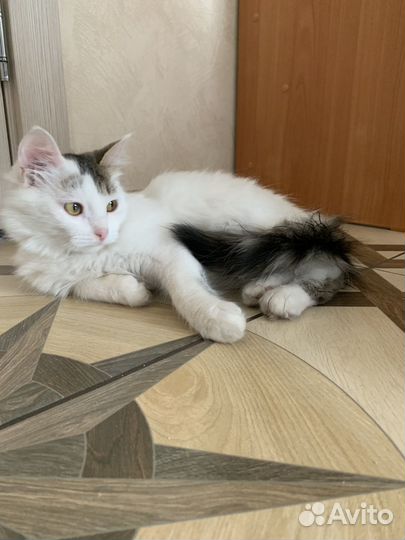 Котик в добрые руки