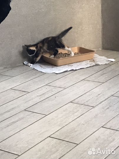 Котята отдам бесплатно