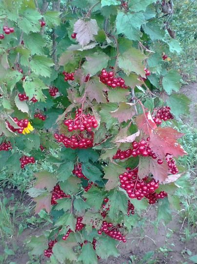 Дача 100 м² на участке 10 сот.