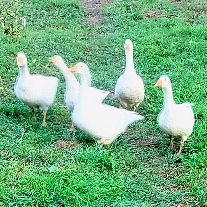Әйелі келмеді, бірақ ол былжырап кетті.