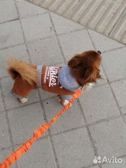 Жених Чихуа-хуа ищет невесту