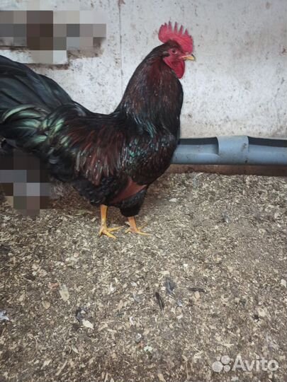 Барневельдер петух