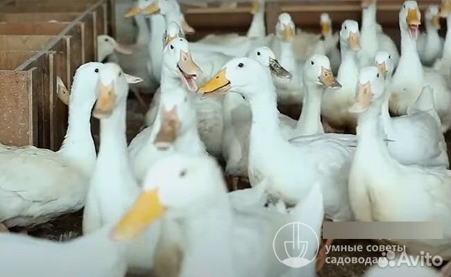 Цыплята ломан браун,утята