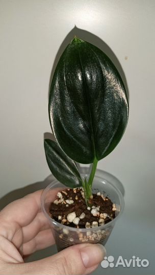 Сциндапсусы/эпипремнум набор