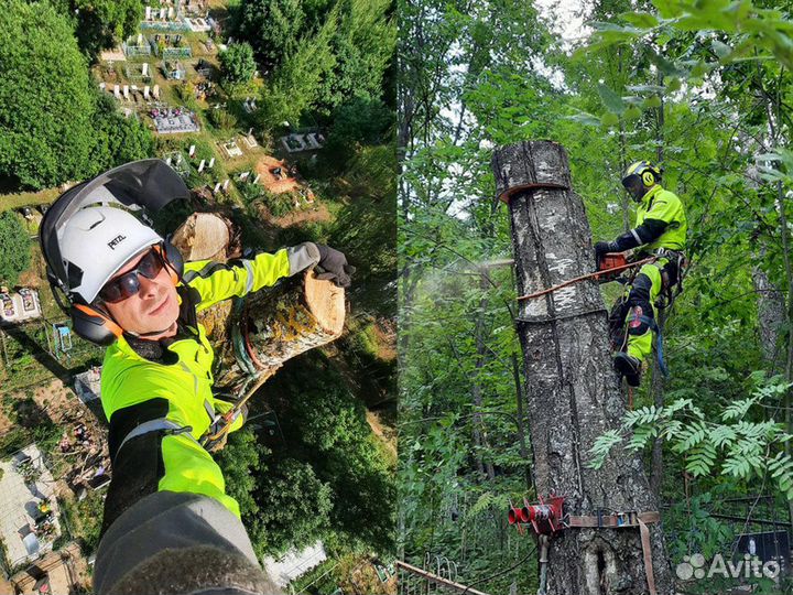 Спил и удаление деревьев. Обрезка веток