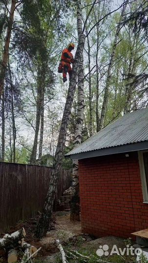 Спил деревьев Г. новопетровское