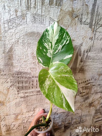 Монстера вариегатная альба,сильтепекана, адансона