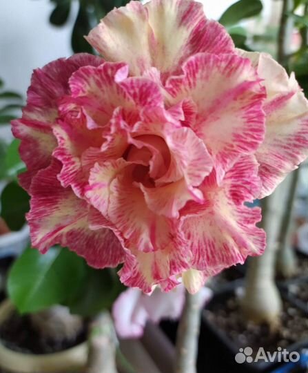 Адениум(Adenium)роза пустыни