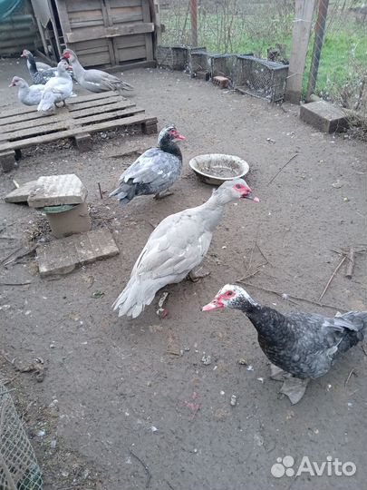 Мускусные утки