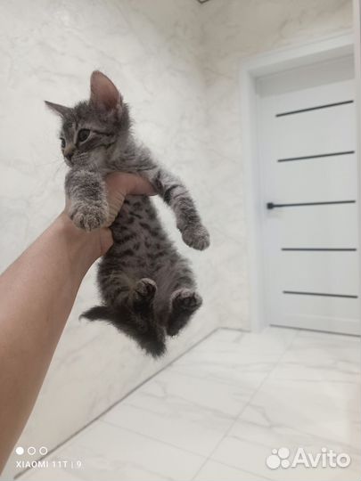 Кошка в дар бесплатно