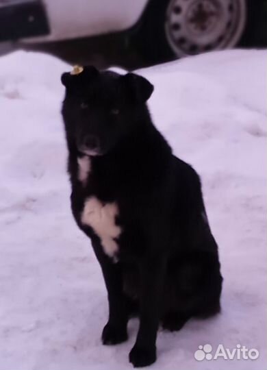 Собака в добрые руки