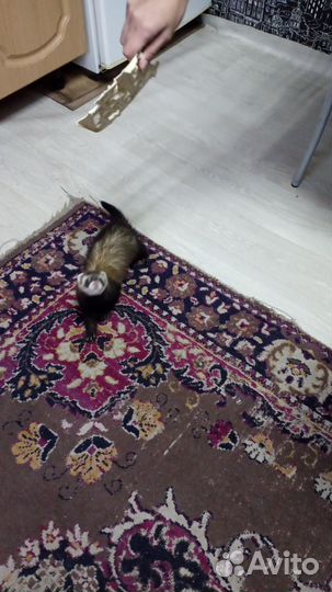 Домашний хорек девочка