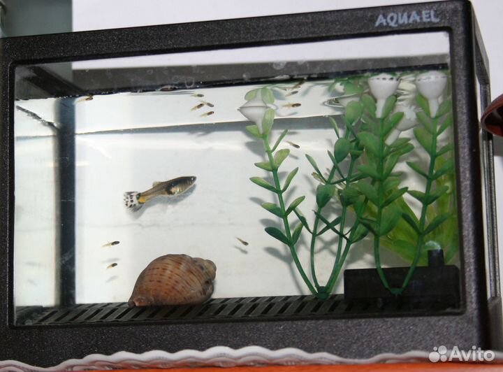 Аквариум 1 л, нагреватель