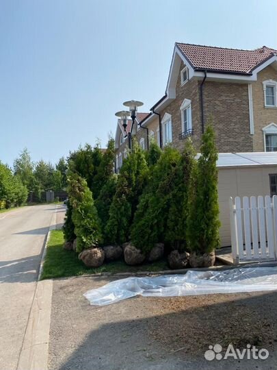 Туя западная Колумна 2.6-3.1м. Живая изгородь