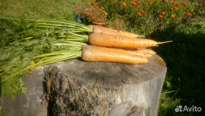 Морковь