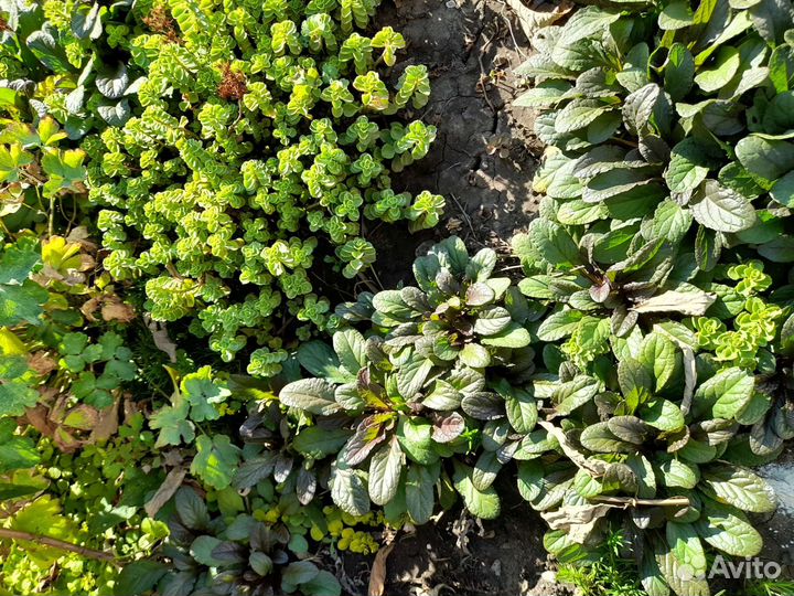 Растения для сада