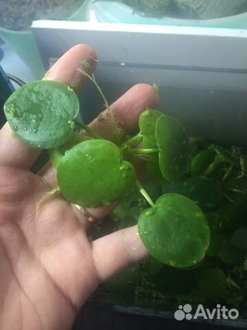 Лимнобиум (Limnobium stoloniferum) купить в Самаре | Товары для дома и ...