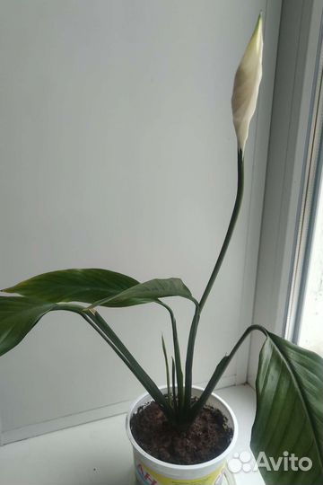 Драцена, спатифиллум