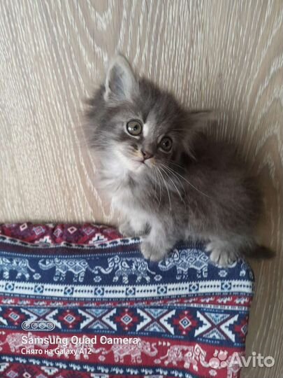 Котёнок в добрые руки 2 месяца