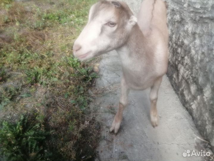 Ламанча чп - козочка