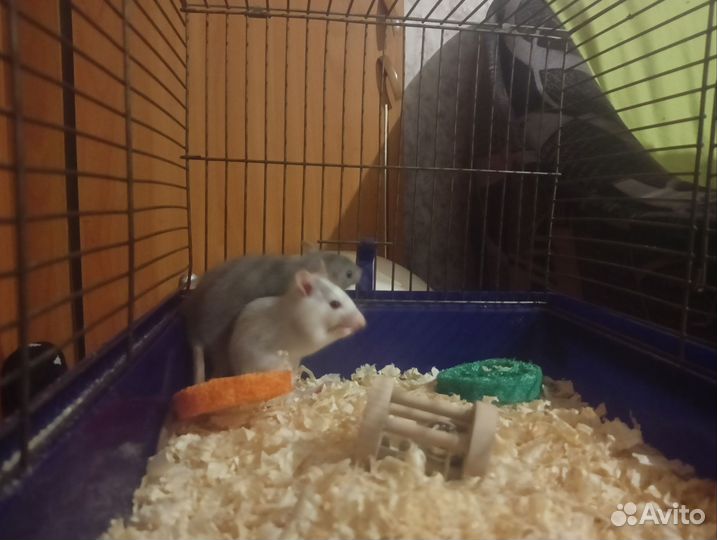 Декоративная крыса дамбо