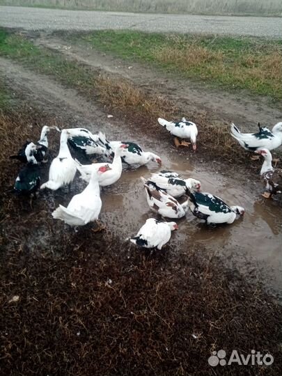 Индоутка мускусная утка