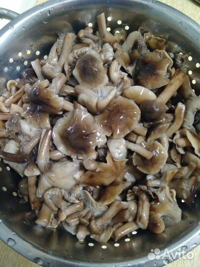 Опята маринованные