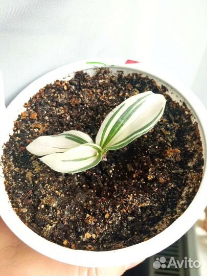 Традесканция