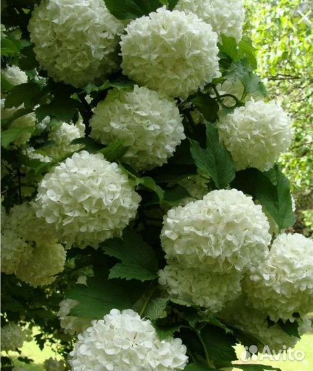 Саженцы Калины Бульдоненеж, спиреи, жимолости