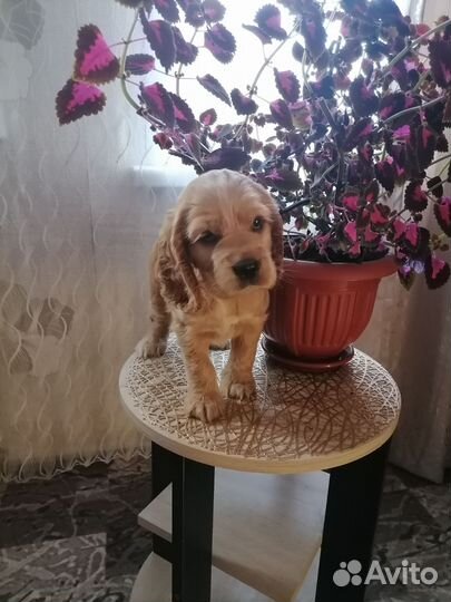 Щенки английского кокер спаниеля
