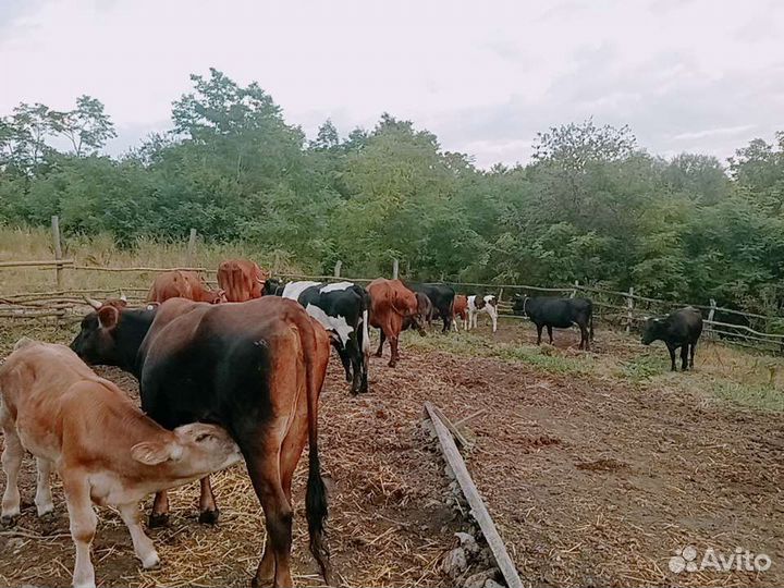 13 Г, 7коров, 2 бык,1,5г 4 тел,5-6м,3б1т