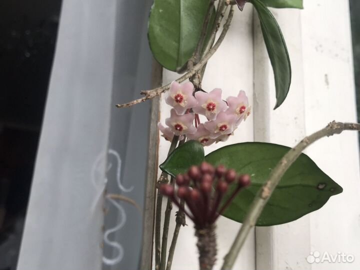 Хойя карноза