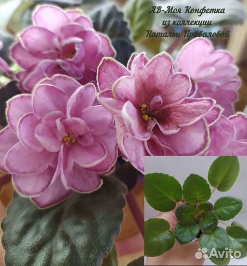 Фиалки стандарты детки и пасынки