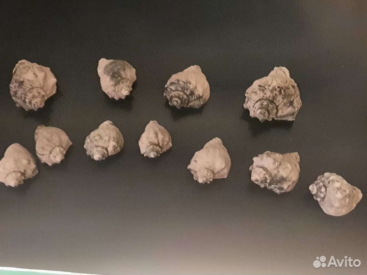 Морские ракушки раковины