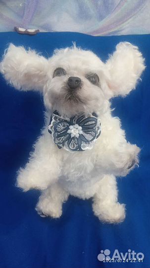 Реалистичная игрушка Бишон фризе