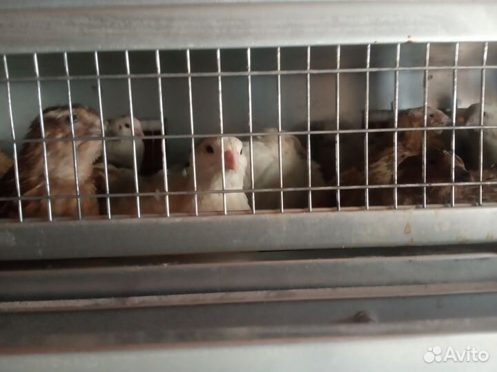 Перепела несушка