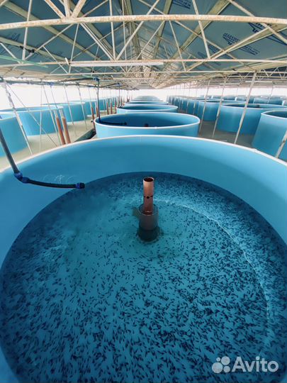 Малек на выпуск