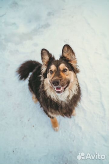 Фотограф - анималист