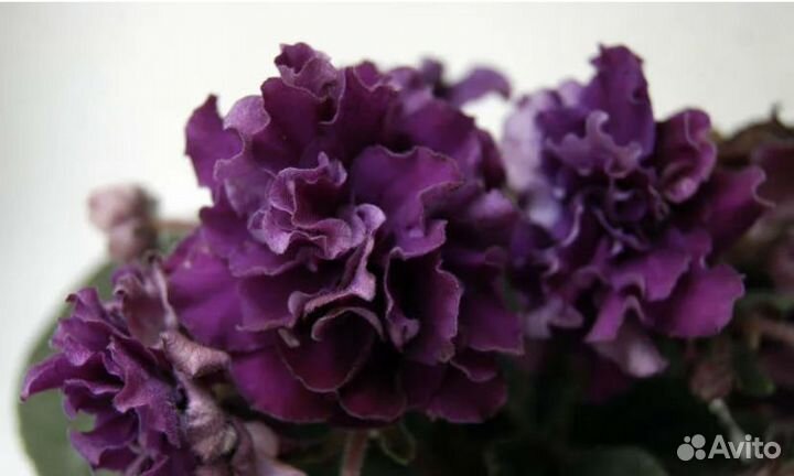 Укоренённые листочки фиалочек