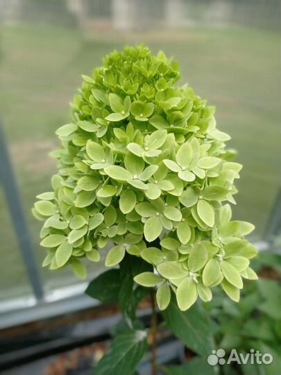 Гортензия Bee Green