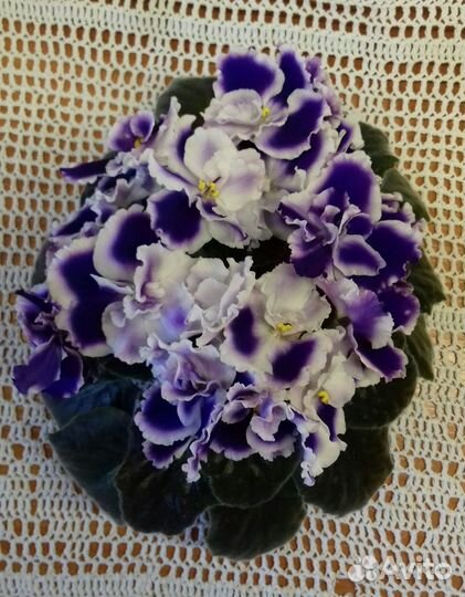 Комнатные цветы фиалки