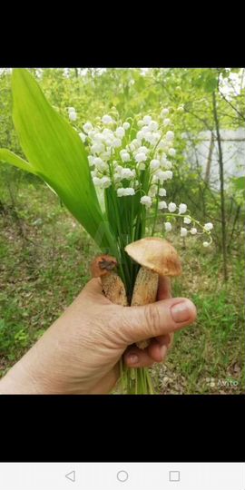 Дача 25 м² на участке 13 сот.